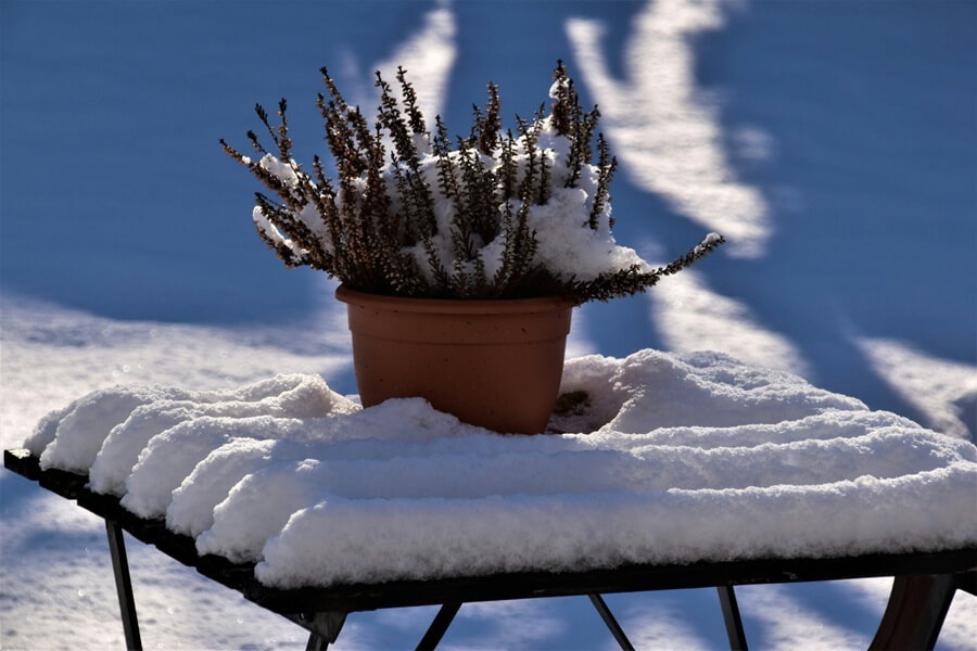 Bodendecker Pflege im Winter