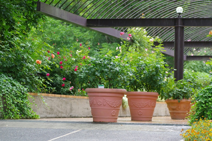 Gartenpflanzen entdecken