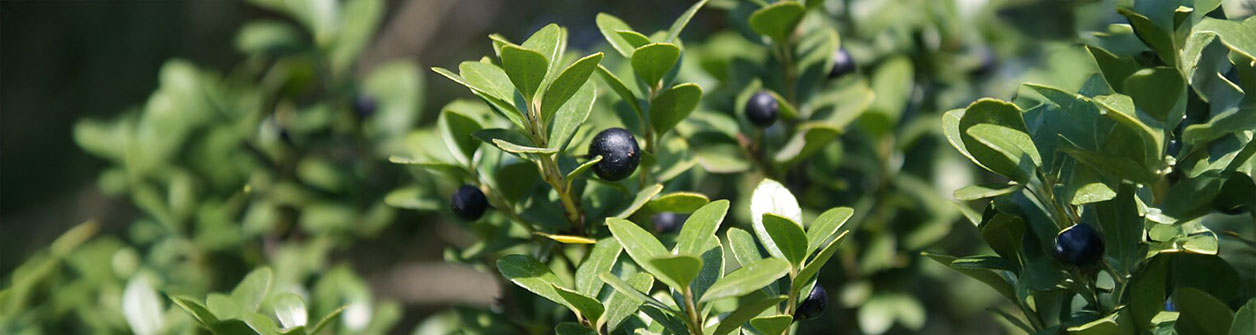 Japanische Stechpalme kaufen - Ilex crenata als Buxus-Alternative