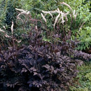 Actaea simplex ‘Brunette’ - Silberkerze