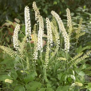 Actaea simplex ‘White Pearl’ – Silberkerze