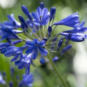 Agapanthus 'Brilliant Blue' - Schmucklilie