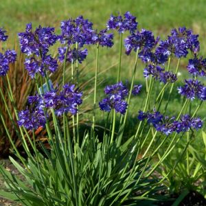 Agapanthus 'Northern Star' - Schmucklilie