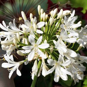 Agapanthus 'Petite Eskimo' - Schmucklilie Agapanthus 'Petite Eskimo' - Schmucklilie