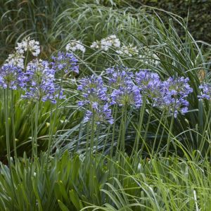 Agapanthus 'Sunfield' - Schmucklilie