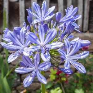 Agapanthus 'Suzan' - Schmucklilie