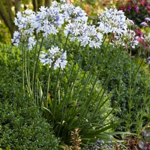 Agapanthus 'Twister' - Schmucklilie