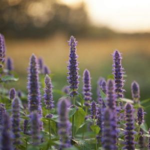 Agastache foeniculum - Anis-Duftnessel