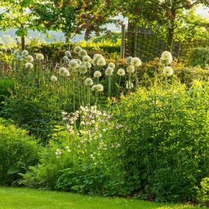 Allium 'Mount Everest' - Zierlauch 