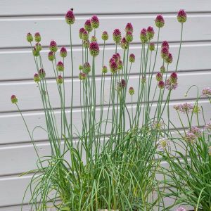 Allium sphaerocephalon - Kugellauch