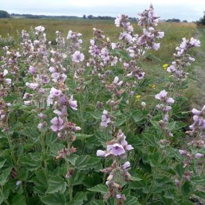 Althaea officinalis - Eibisch