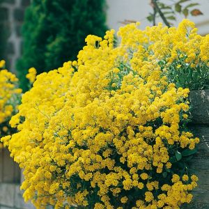 Alyssum montanum - Berg-Steinkraut