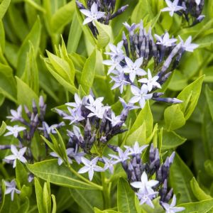 Amsonia 'Blue Ice' - Amsonien
