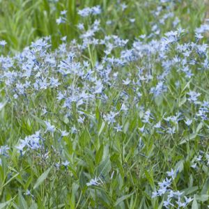 Amsonia orientalis - Blausterne