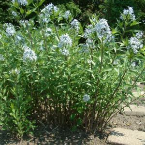 Amsonia tabernaemontana - Amsonien