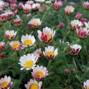 Anacyclus pyrethrum depressus - Bertram