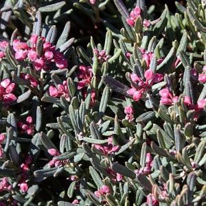 Andromeda polifolia 'Blue Ice' - Rosmarinheide