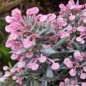 Andromeda polifolia 'Blue Lagoon' - Rosmarinheide