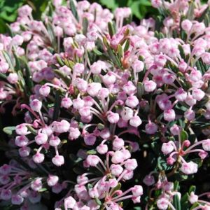 Andromeda polifolia 'Compacta' - Rosmarinheide