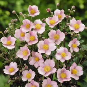 Anemone tomentosa 'Robustissima' - Windröschen