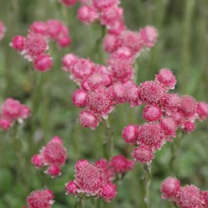 Antennaria dioica 'Rubra' - Katzenpfötchen