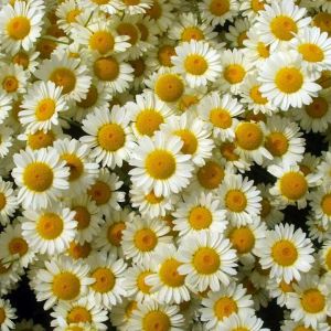 Anthemis 'Sauce Holandaise' - Kamille