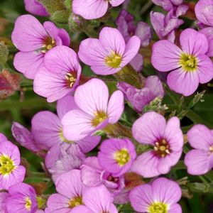 Arabis caucasica 'Rosea' - Garten-Gänsekresse 