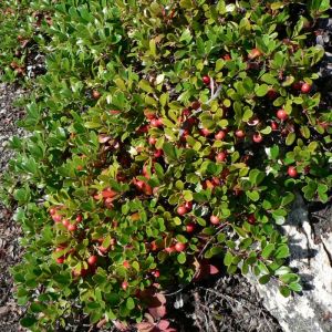 Arctostaphylos uva-ursi - Bärentraube Arctostaphylos uva-ursi - Bärentraube