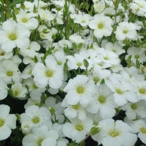 Arenaria montana - Berg-Sandkraut