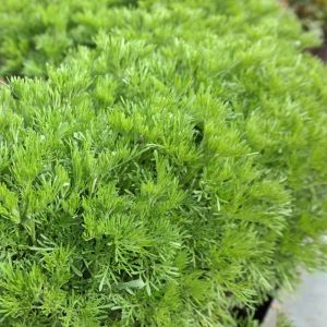 Artemisia abrotanum - Eberraute 