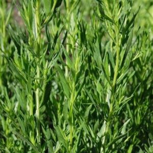 Artemisia dracunculus - Estragon