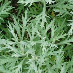 Artemisia ludoviciana 'Silver Queen' - Beifuß