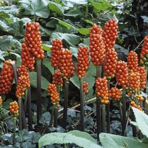 Arum italicum - Aronstab