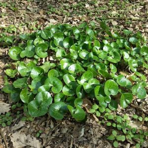 Asarum europaeum 'Mansoor' - Haselwurz