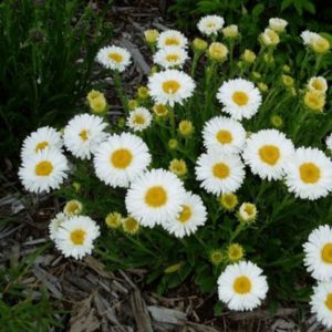 Aster alpinus 'Albus' - Aster