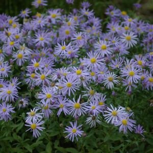 Aster amellus 'Rudolf Goethe' - Aster