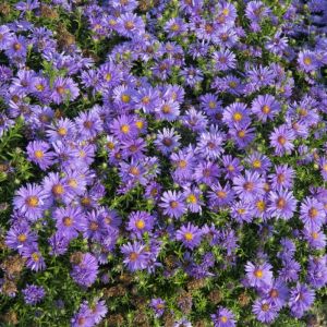 Aster dumosus 'Augenweide' - Herbstaster