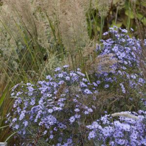 Aster cordifolius 'Little Carlow' - Aster