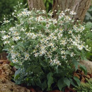 Aster divaricatus - Aster