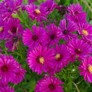 Aster dumosus 'Jenny' - Aster