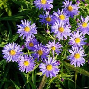 Aster dumosus 'Lady in Blue' - Aster