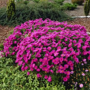 Aster dumosus 'Peter Harrison' - Aster