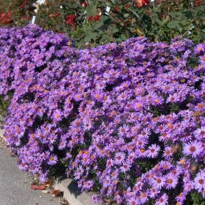 Aster dumosus 'Prof. Anton Kippenberg' - Aster