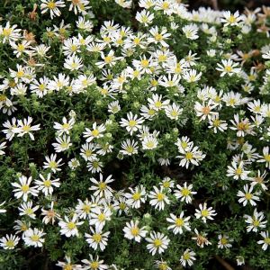 Aster ericoides 'Snowflurry' - Aster