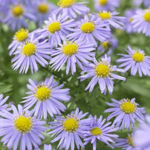Aster dumosus 'Mittelmeer' - Kissenaster