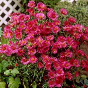Aster novae-angliae 'Andenken an Alma Pötschke' - Herbstaster