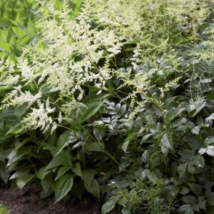 Astilbe arendsii 'Astary White' - Prachtspiere