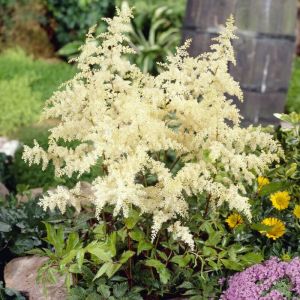 Astilbe arendsii 'Brautschleier' - Prachtspiere