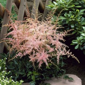 Astilbe simplicifolia 'Sprite' - Prachtspiere