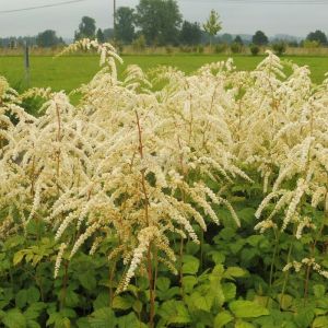 Astilbe thunbergii 'Professor van der Wielen' - Prachtspiere